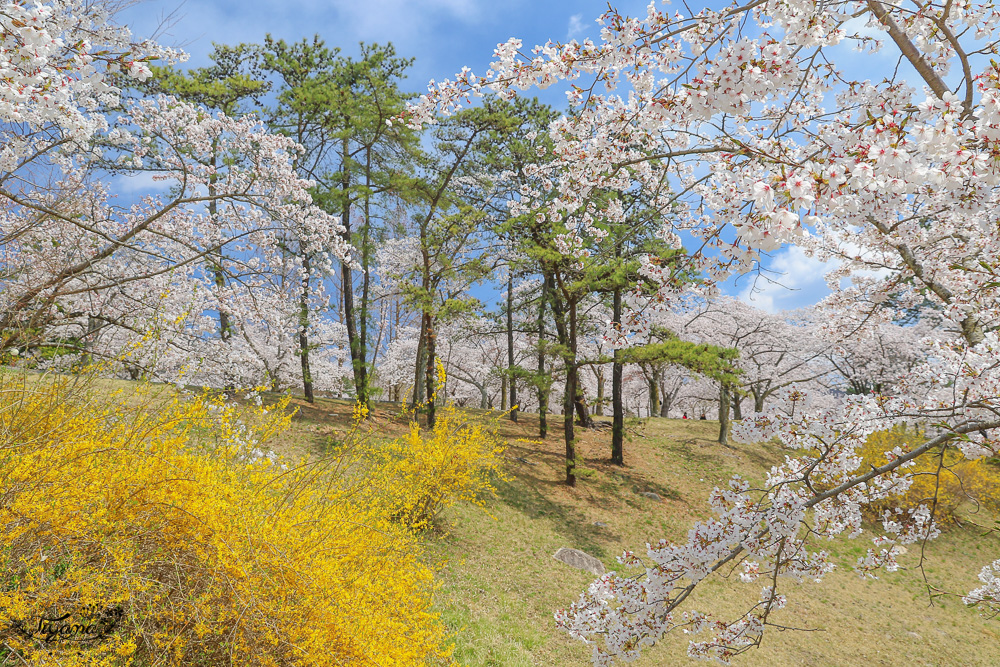 韓國慶州一日遊。慶州賞櫻之旅：佛國寺、慶州塔、城東市場、家豆腐料理 @緹雅瑪 美食旅遊趣