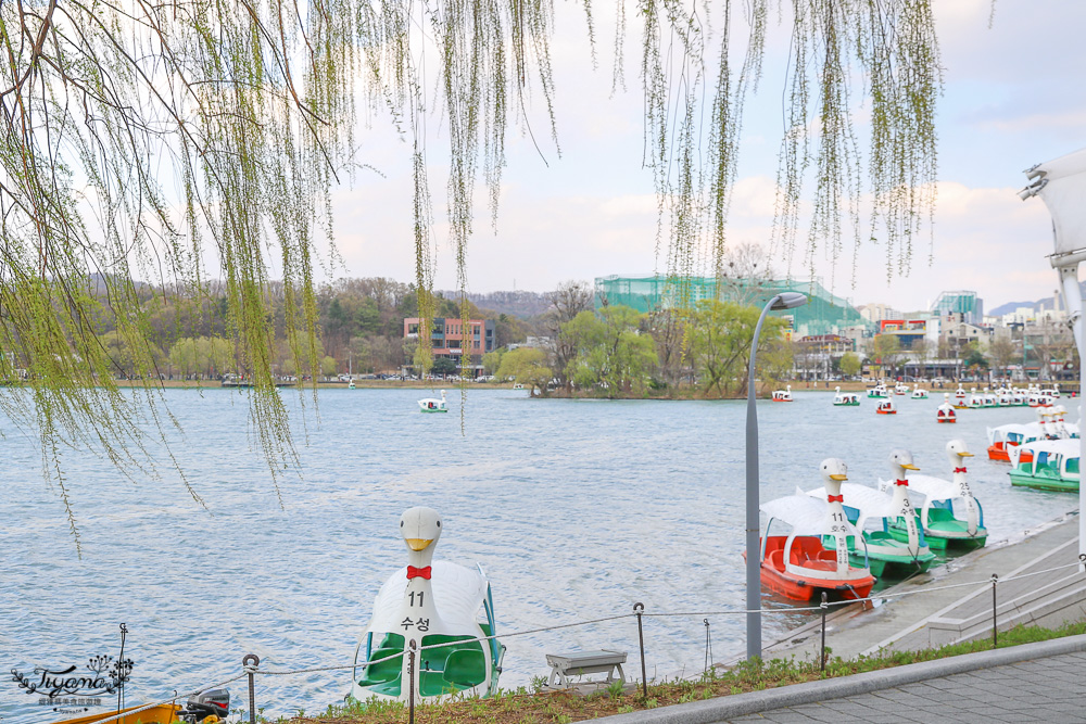 壽城池 相和公園。大邱賞櫻，夢幻櫻花走廊，壽城池搭天鵝船 @緹雅瑪 美食旅遊趣