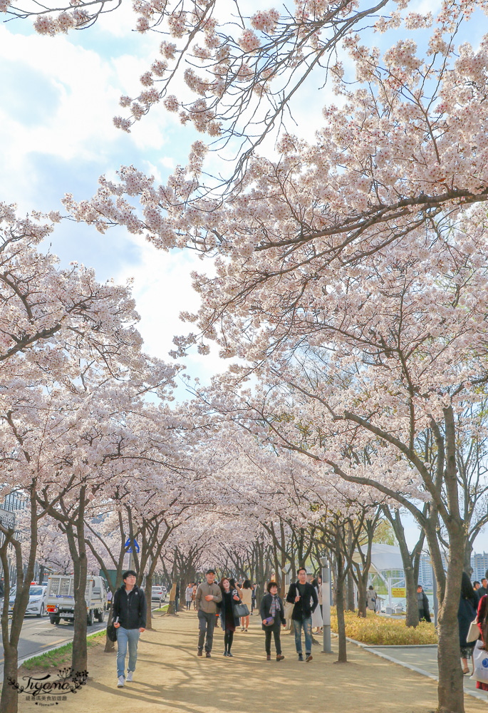 壽城池 相和公園。大邱賞櫻，夢幻櫻花走廊，壽城池搭天鵝船 @緹雅瑪 美食旅遊趣