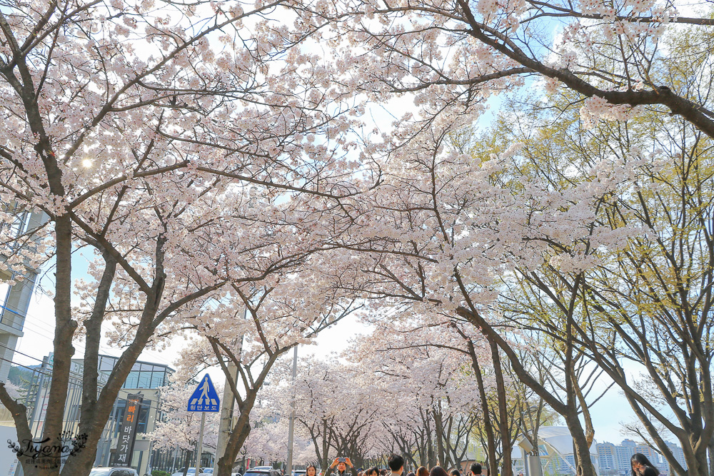 壽城池 相和公園。大邱賞櫻，夢幻櫻花走廊，壽城池搭天鵝船 @緹雅瑪 美食旅遊趣