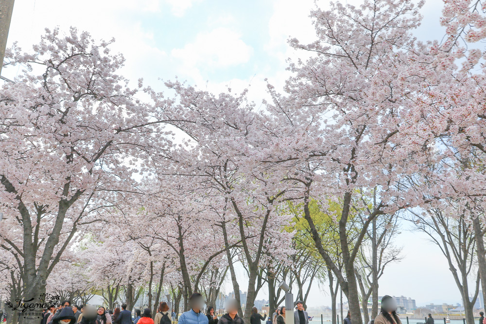 壽城池 相和公園。大邱賞櫻，夢幻櫻花走廊，壽城池搭天鵝船 @緹雅瑪 美食旅遊趣