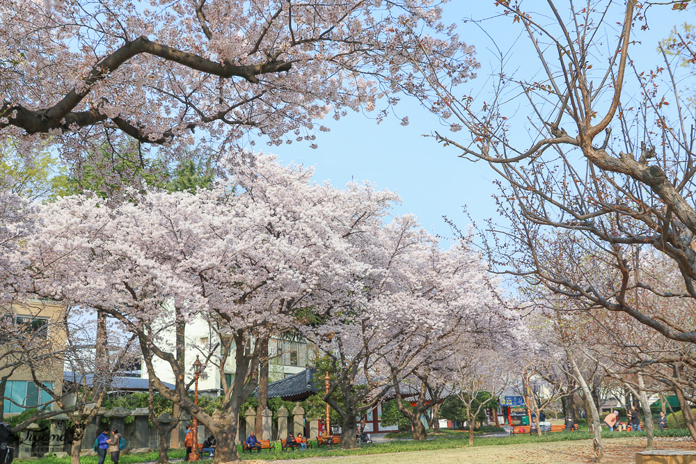 大邱賞櫻景點｜慶尚監營公園，大邱市區就有絕美雪白粉櫻花林 @緹雅瑪 美食旅遊趣