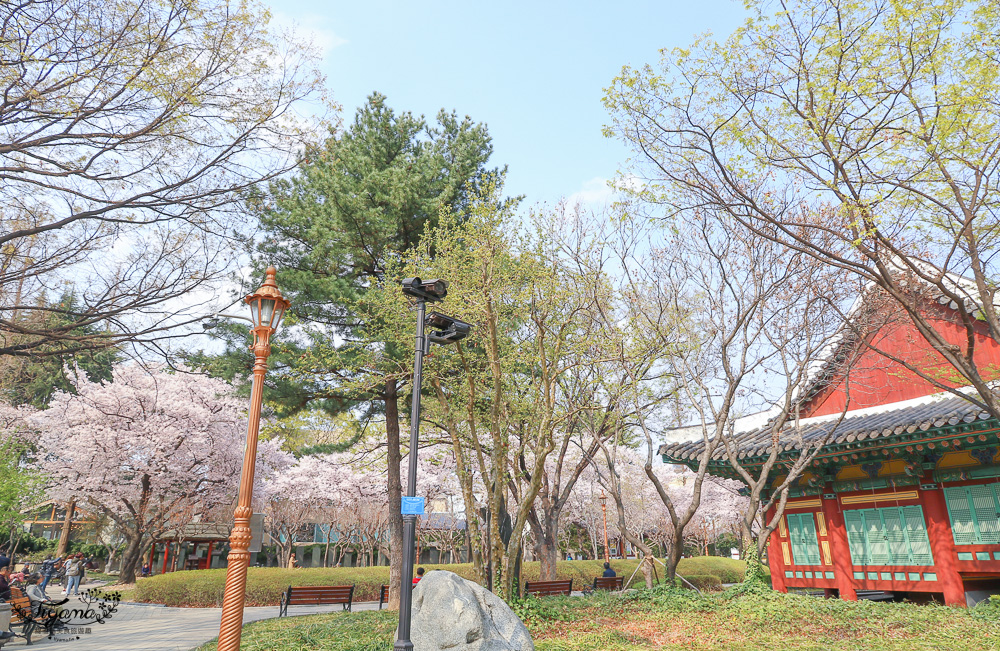 大邱賞櫻景點｜慶尚監營公園，大邱市區就有絕美雪白粉櫻花林 @緹雅瑪 美食旅遊趣