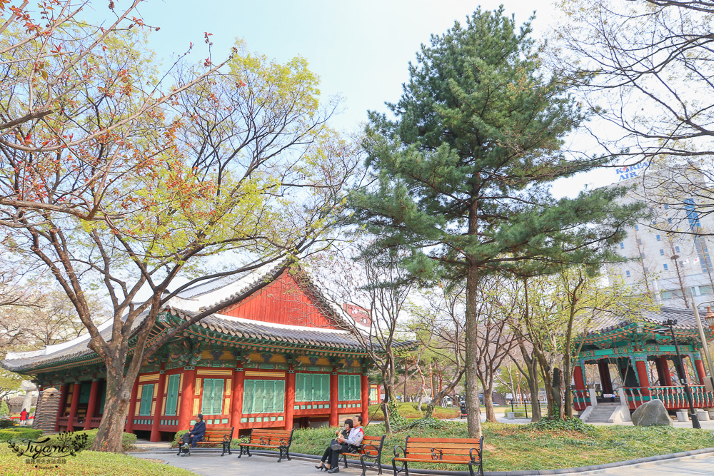 大邱賞櫻景點｜慶尚監營公園，大邱市區就有絕美雪白粉櫻花林 @緹雅瑪 美食旅遊趣