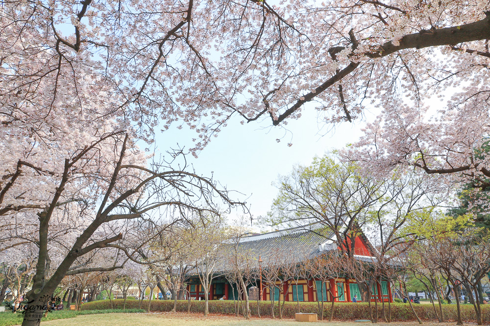 大邱賞櫻景點｜慶尚監營公園，大邱市區就有絕美雪白粉櫻花林 @緹雅瑪 美食旅遊趣