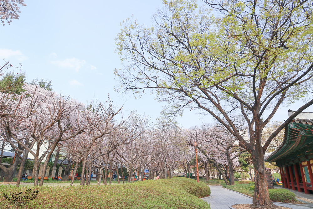 大邱賞櫻景點｜慶尚監營公園，大邱市區就有絕美雪白粉櫻花林 @緹雅瑪 美食旅遊趣