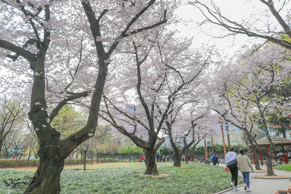 大邱賞櫻景點｜慶尚監營公園，大邱市區就有絕美雪白粉櫻花林 @緹雅瑪 美食旅遊趣