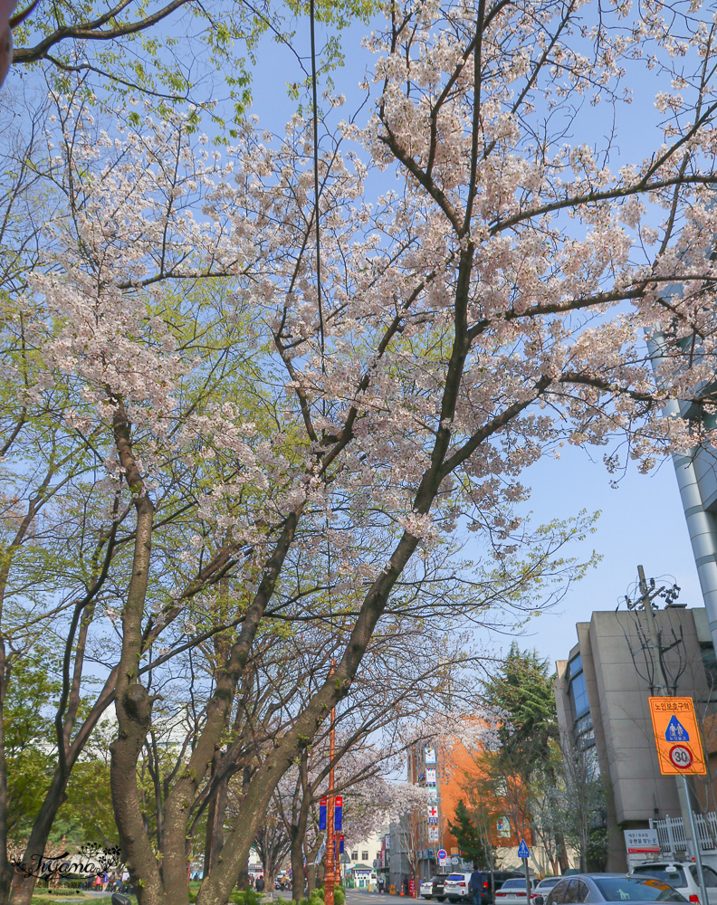 大邱賞櫻景點｜慶尚監營公園，大邱市區就有絕美雪白粉櫻花林 @緹雅瑪 美食旅遊趣