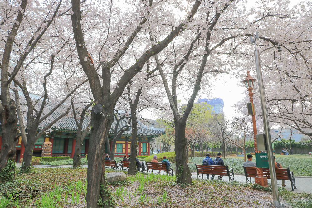 大邱賞櫻景點｜慶尚監營公園，大邱市區就有絕美雪白粉櫻花林 @緹雅瑪 美食旅遊趣