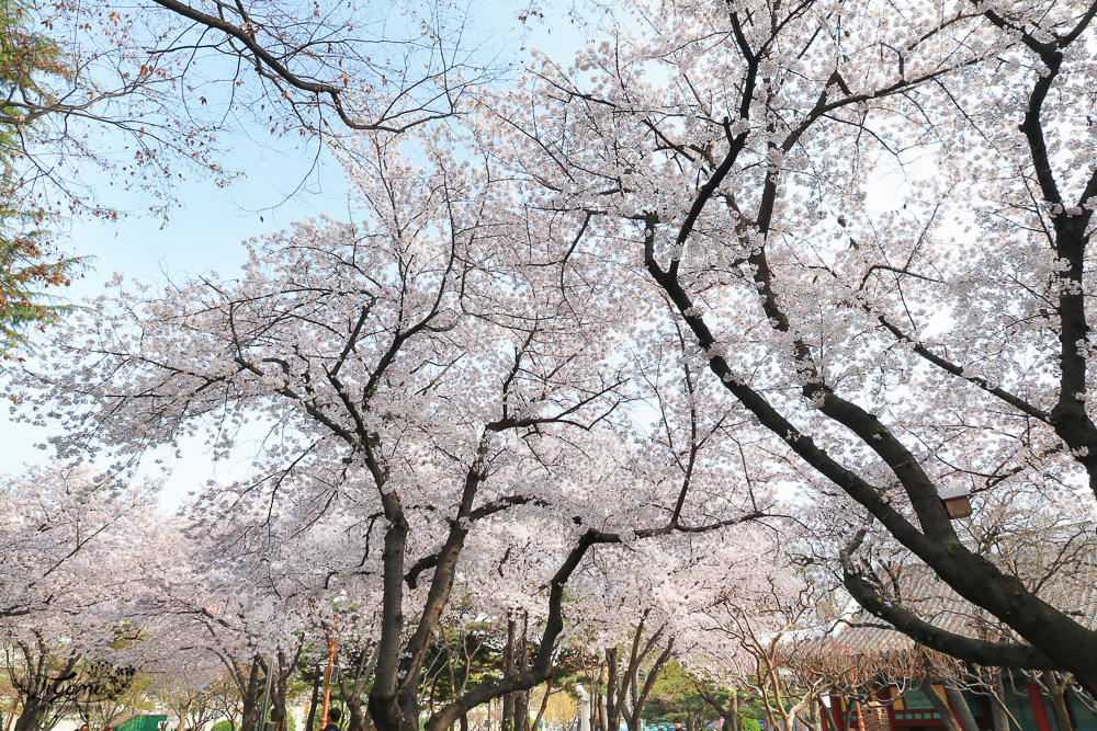 大邱賞櫻景點｜慶尚監營公園，大邱市區就有絕美雪白粉櫻花林 @緹雅瑪 美食旅遊趣