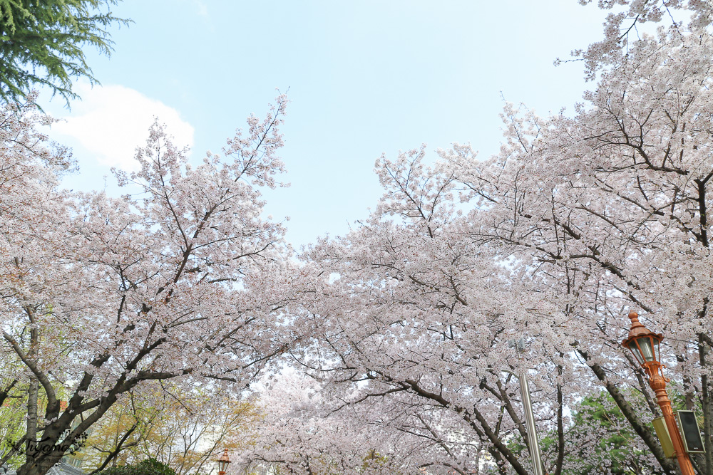 大邱賞櫻景點｜慶尚監營公園，大邱市區就有絕美雪白粉櫻花林 @緹雅瑪 美食旅遊趣