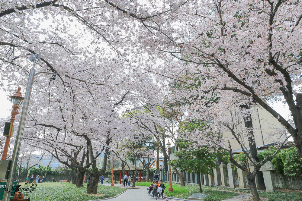 大邱賞櫻景點｜慶尚監營公園，大邱市區就有絕美雪白粉櫻花林 @緹雅瑪 美食旅遊趣