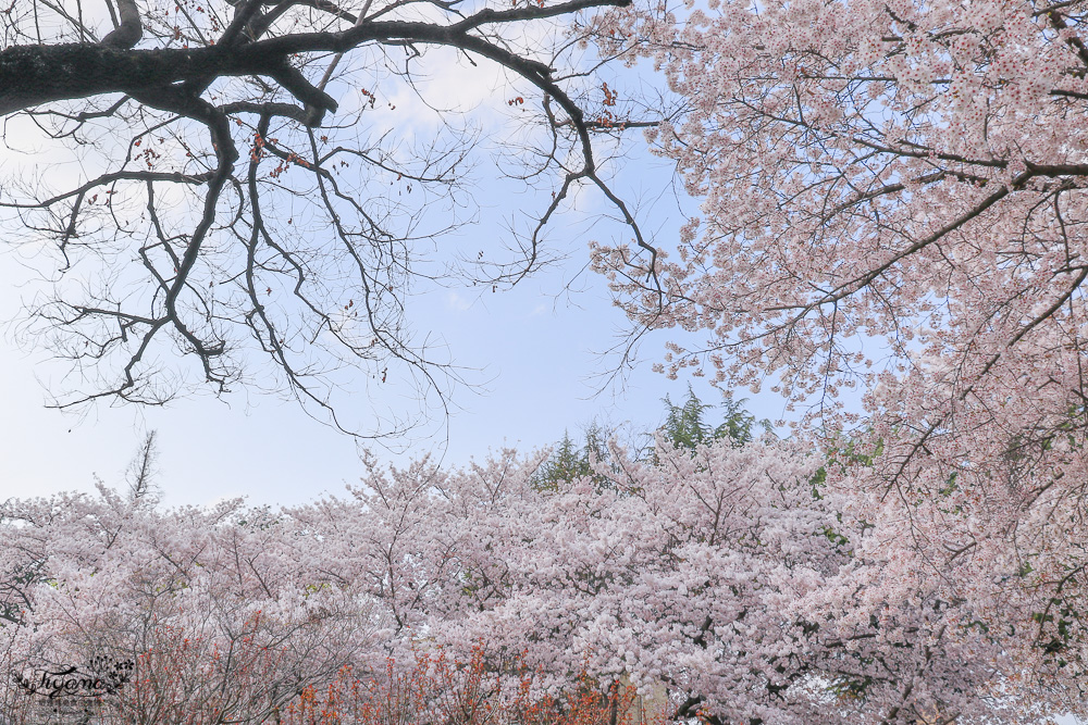 大邱賞櫻景點｜慶尚監營公園，大邱市區就有絕美雪白粉櫻花林 @緹雅瑪 美食旅遊趣