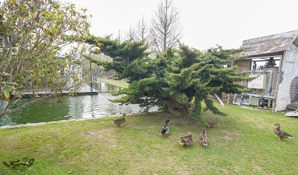 雲林免門票農場，千巧谷牛樂園牧場，好玩親子乳牛農場，沙坑、餵魚、餵乳牛 @緹雅瑪 美食旅遊趣