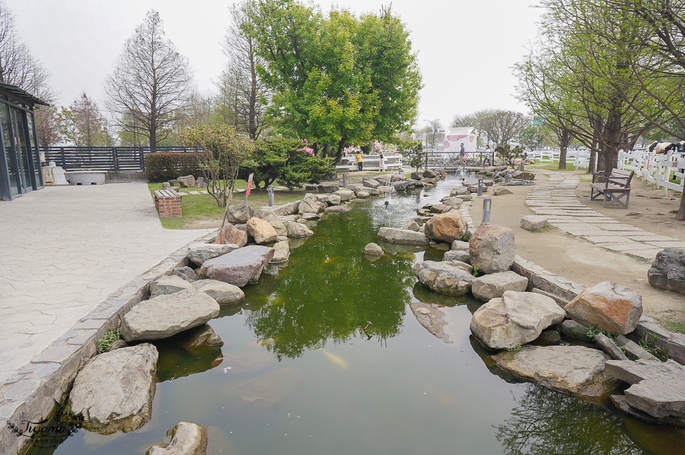 雲林免門票農場，千巧谷牛樂園牧場，好玩親子乳牛農場，沙坑、餵魚、餵乳牛 @緹雅瑪 美食旅遊趣