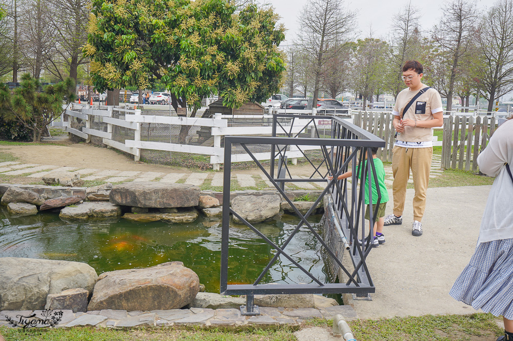 雲林免門票農場，千巧谷牛樂園牧場，好玩親子乳牛農場，沙坑、餵魚、餵乳牛 @緹雅瑪 美食旅遊趣