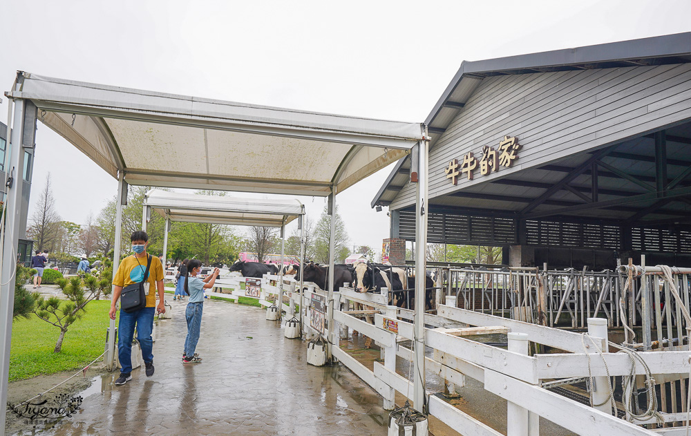 雲林免門票農場，千巧谷牛樂園牧場，好玩親子乳牛農場，沙坑、餵魚、餵乳牛 @緹雅瑪 美食旅遊趣