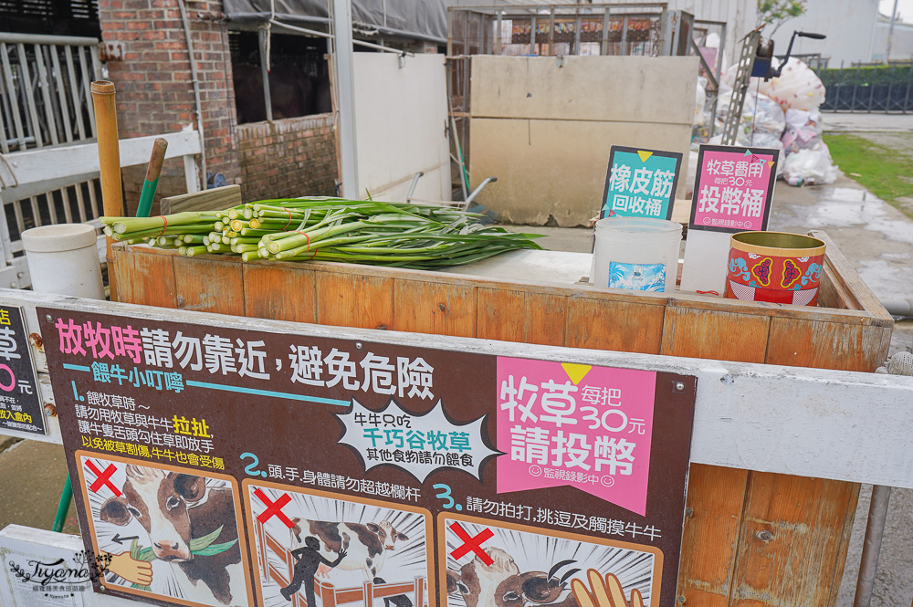 雲林免門票農場，千巧谷牛樂園牧場，好玩親子乳牛農場，沙坑、餵魚、餵乳牛 @緹雅瑪 美食旅遊趣