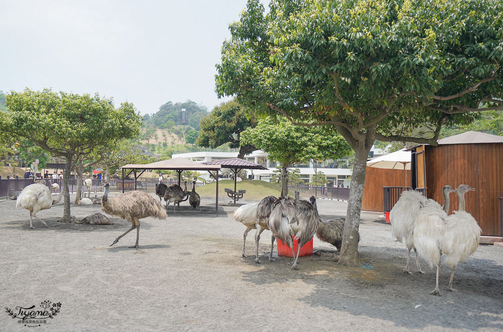 南投親子景點｜九九峰動物樂園，台版侏儸紀恐龍！！偽沖繩恐龍動物鳥樂園 @緹雅瑪 美食旅遊趣