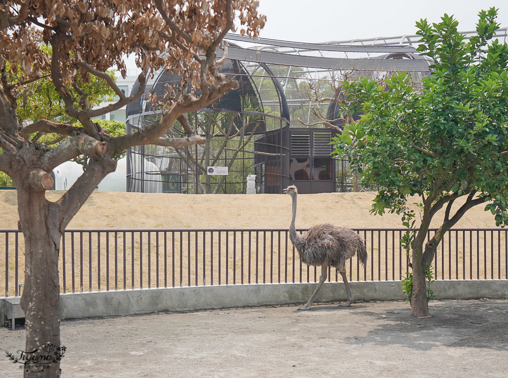 南投親子景點｜九九峰動物樂園，台版侏儸紀恐龍！！偽沖繩恐龍動物鳥樂園 @緹雅瑪 美食旅遊趣