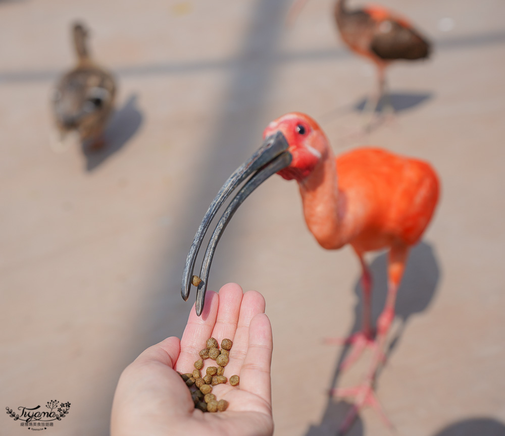 南投親子景點｜九九峰動物樂園，台版侏儸紀恐龍！！偽沖繩恐龍動物鳥樂園 @緹雅瑪 美食旅遊趣