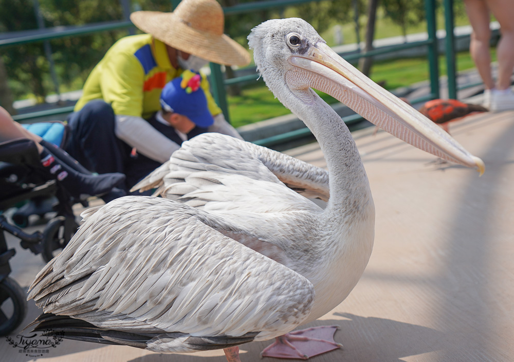 南投親子景點｜九九峰動物樂園，台版侏儸紀恐龍！！偽沖繩恐龍動物鳥樂園 @緹雅瑪 美食旅遊趣