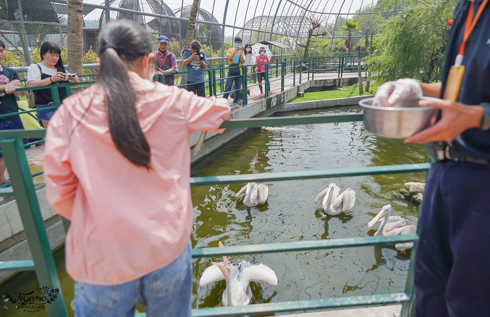 南投親子景點｜九九峰動物樂園，台版侏儸紀恐龍！！偽沖繩恐龍動物鳥樂園 @緹雅瑪 美食旅遊趣