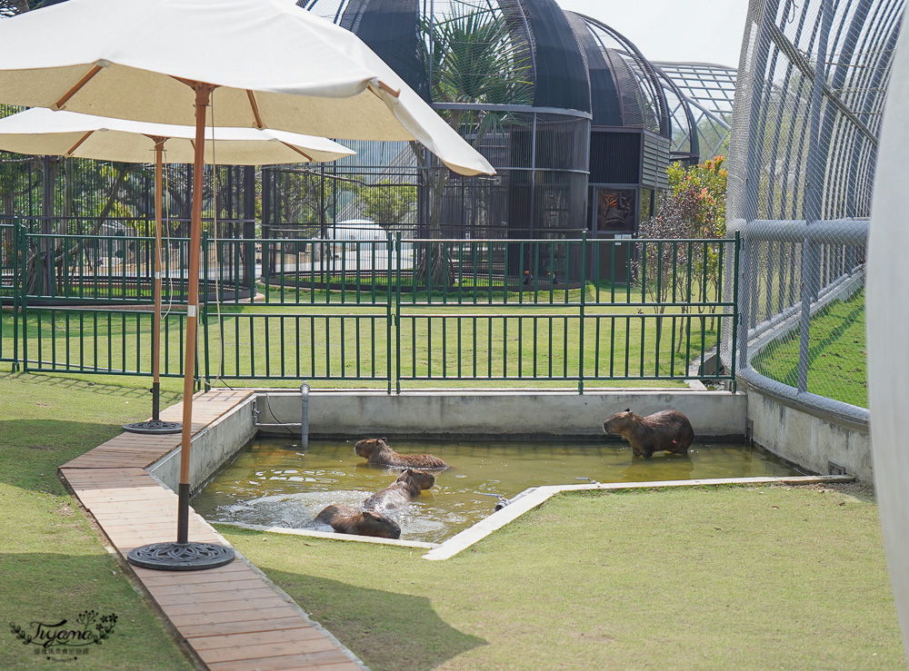 南投親子景點｜九九峰動物樂園，台版侏儸紀恐龍！！偽沖繩恐龍動物鳥樂園 @緹雅瑪 美食旅遊趣