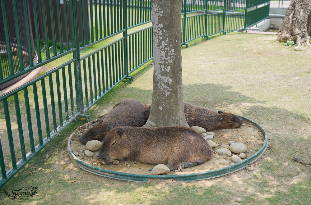 南投親子景點｜九九峰動物樂園，台版侏儸紀恐龍！！偽沖繩恐龍動物鳥樂園 @緹雅瑪 美食旅遊趣