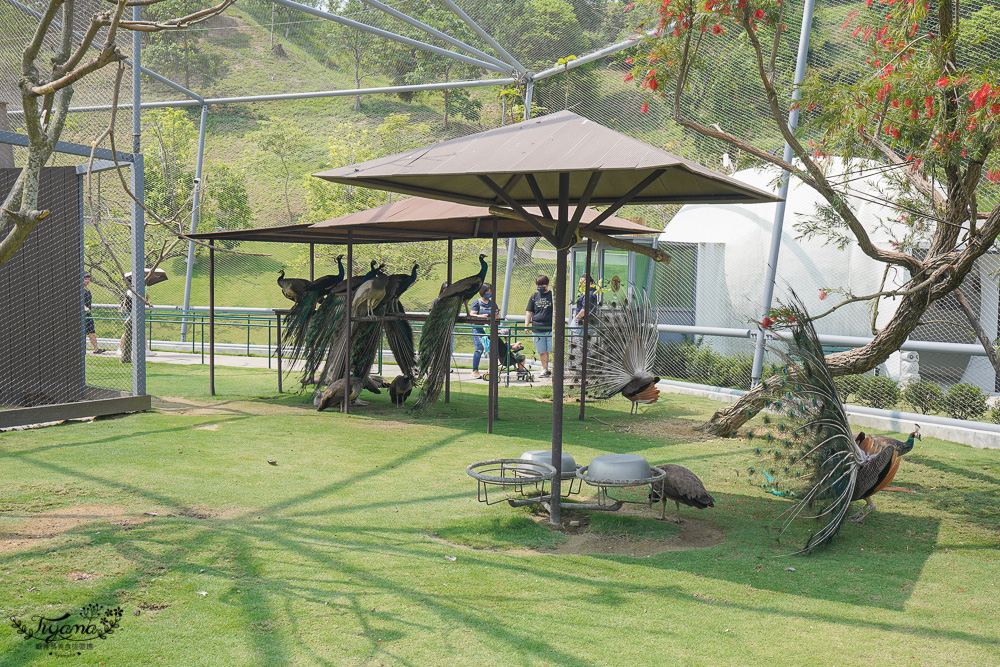 南投親子景點｜九九峰動物樂園，台版侏儸紀恐龍！！偽沖繩恐龍動物鳥樂園 @緹雅瑪 美食旅遊趣