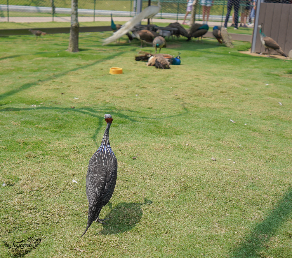 南投親子景點｜九九峰動物樂園，台版侏儸紀恐龍！！偽沖繩恐龍動物鳥樂園 @緹雅瑪 美食旅遊趣