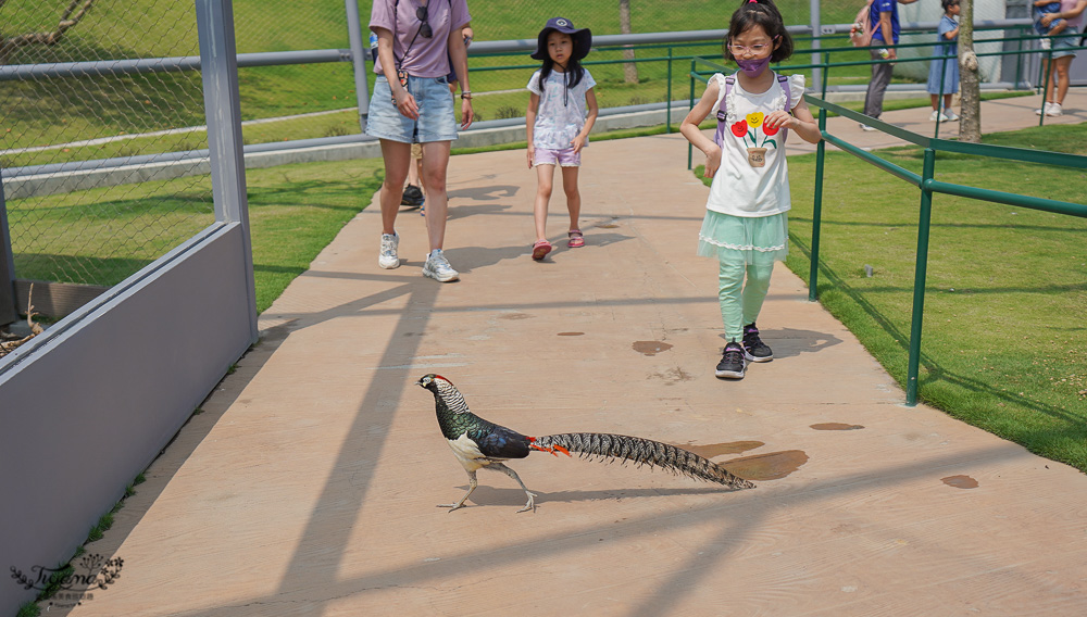 南投親子景點｜九九峰動物樂園，台版侏儸紀恐龍！！偽沖繩恐龍動物鳥樂園 @緹雅瑪 美食旅遊趣