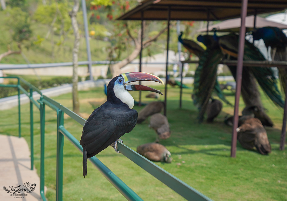 南投親子景點｜九九峰動物樂園，台版侏儸紀恐龍！！偽沖繩恐龍動物鳥樂園 @緹雅瑪 美食旅遊趣