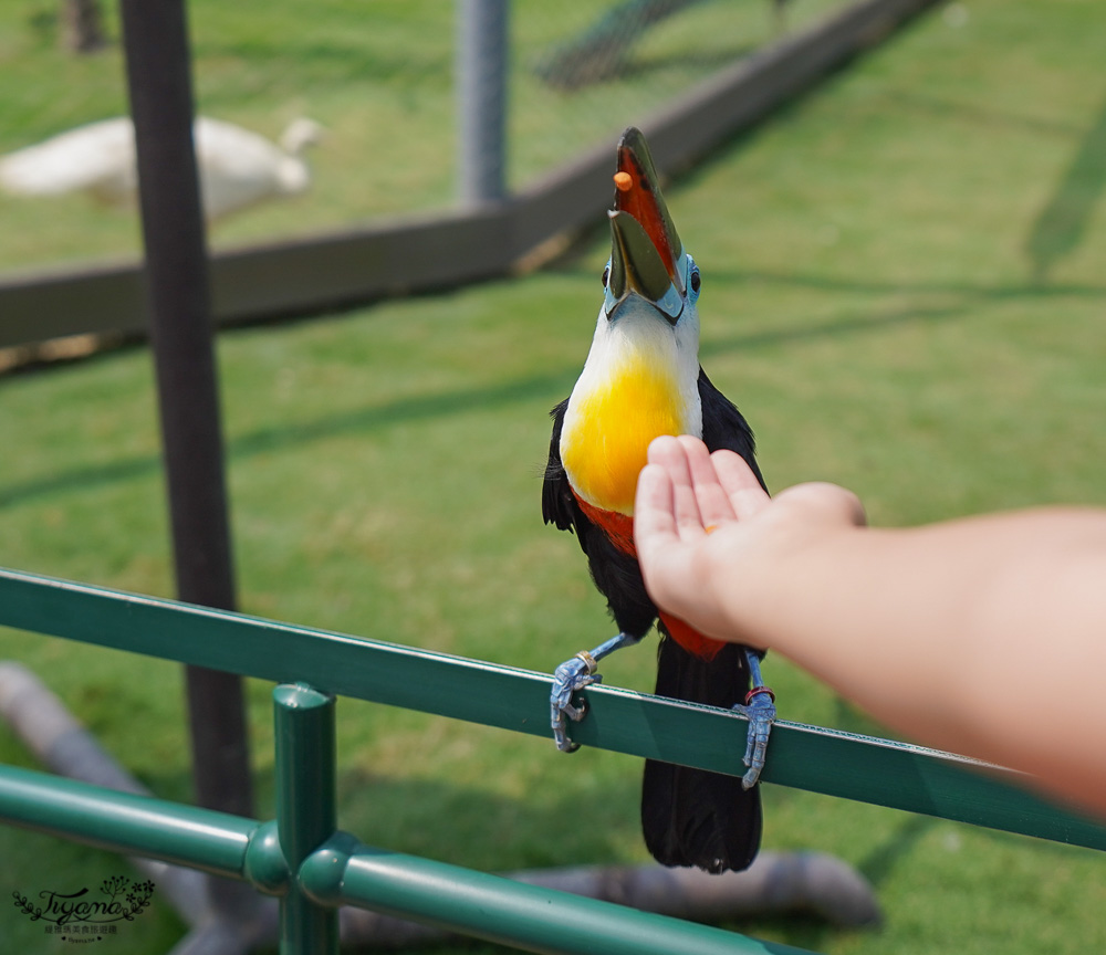 南投親子景點｜九九峰動物樂園，台版侏儸紀恐龍！！偽沖繩恐龍動物鳥樂園 @緹雅瑪 美食旅遊趣