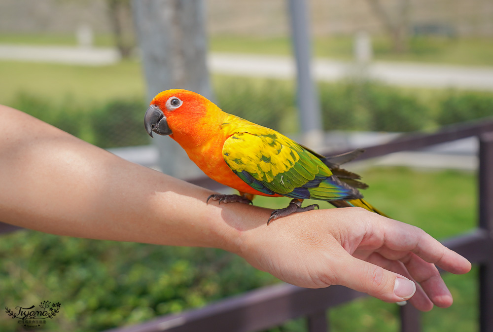 南投親子景點｜九九峰動物樂園，台版侏儸紀恐龍！！偽沖繩恐龍動物鳥樂園 @緹雅瑪 美食旅遊趣