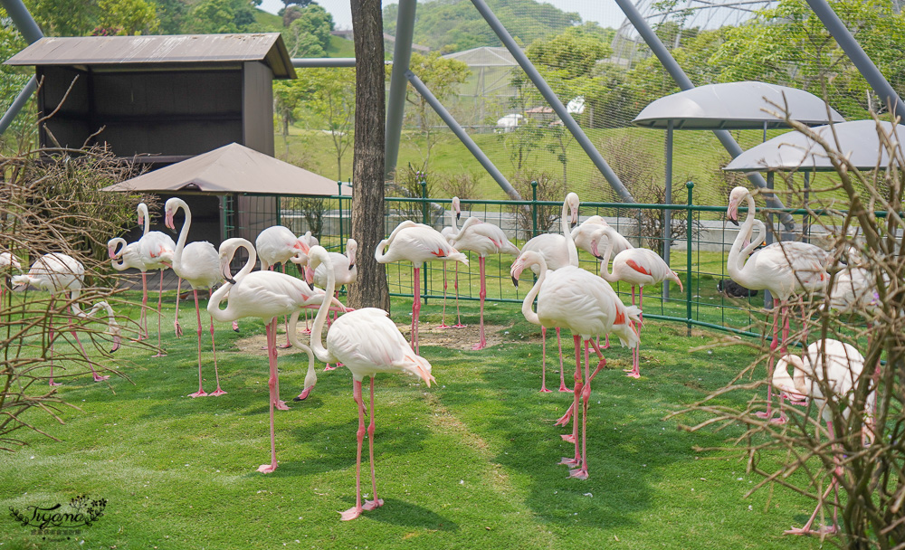 南投親子景點｜九九峰動物樂園，台版侏儸紀恐龍！！偽沖繩恐龍動物鳥樂園 @緹雅瑪 美食旅遊趣