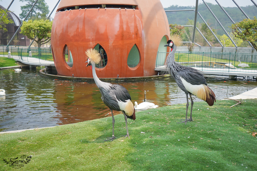 南投親子景點｜九九峰動物樂園，台版侏儸紀恐龍！！偽沖繩恐龍動物鳥樂園 @緹雅瑪 美食旅遊趣