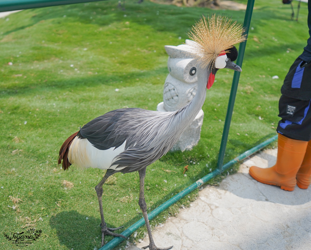 南投親子景點｜九九峰動物樂園，台版侏儸紀恐龍！！偽沖繩恐龍動物鳥樂園 @緹雅瑪 美食旅遊趣