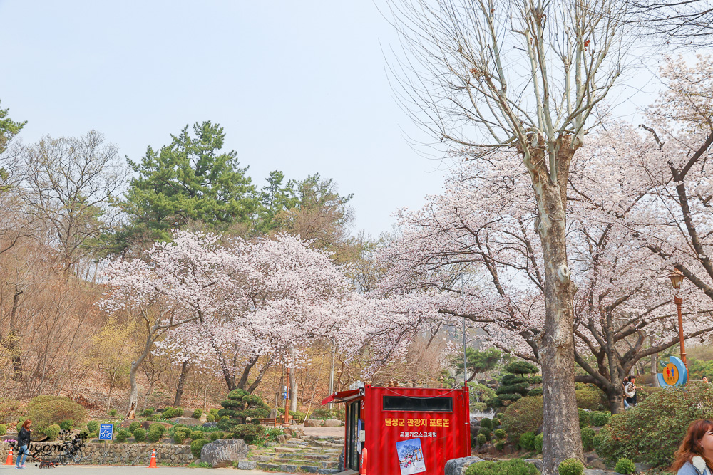 大邱景點。大邱賞櫻景點：沙門津渡口、沙門津酒幕村、沙門碼頭公園、사문진 주막촌吃美食 @緹雅瑪 美食旅遊趣