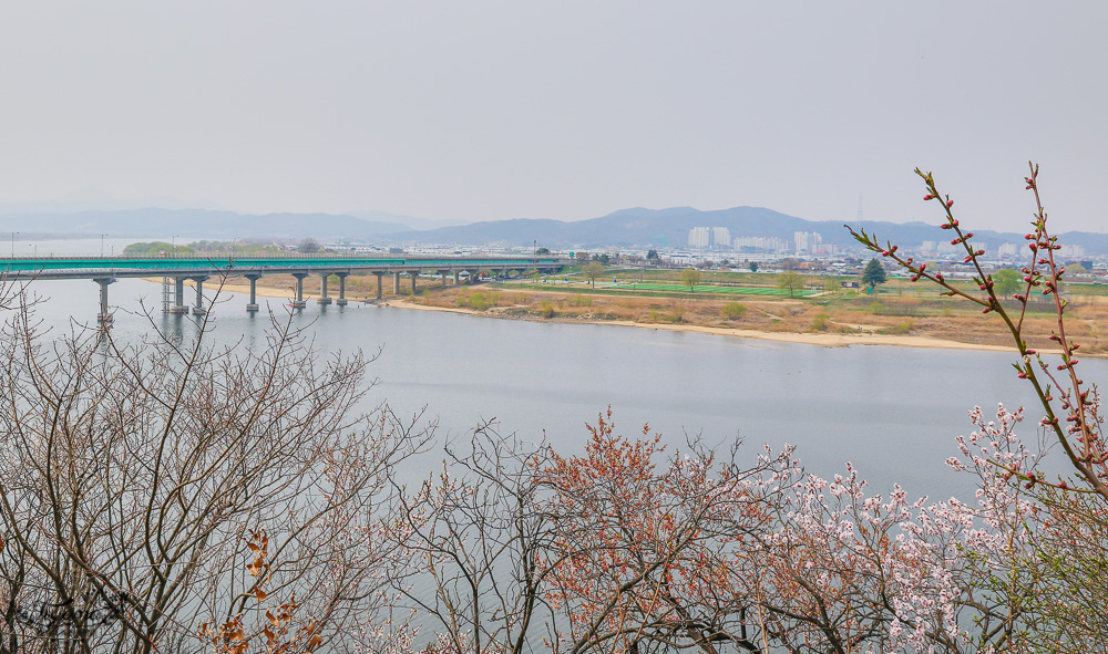 大邱景點。大邱賞櫻景點：沙門津渡口、沙門津酒幕村、沙門碼頭公園、사문진 주막촌吃美食 @緹雅瑪 美食旅遊趣