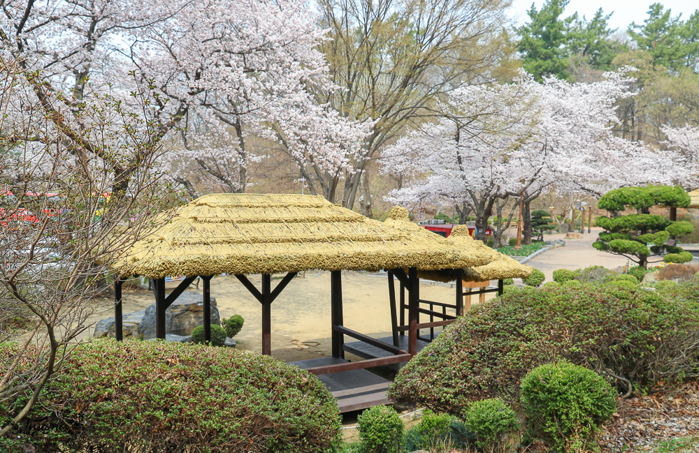 大邱景點。大邱賞櫻景點：沙門津渡口、沙門津酒幕村、沙門碼頭公園、사문진 주막촌吃美食 @緹雅瑪 美食旅遊趣