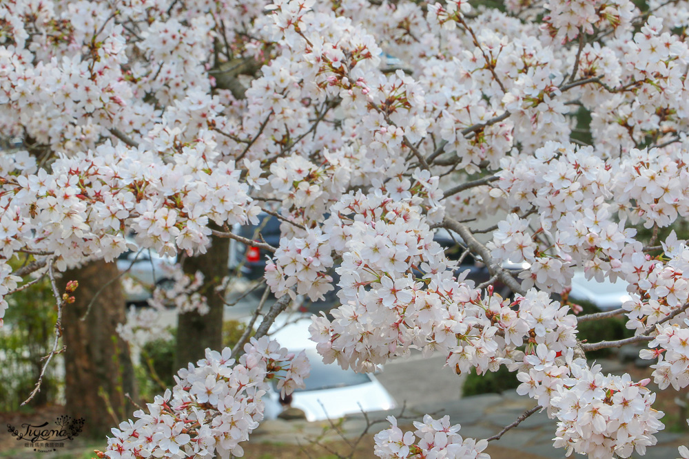 大邱景點。大邱賞櫻景點：沙門津渡口、沙門津酒幕村、沙門碼頭公園、사문진 주막촌吃美食 @緹雅瑪 美食旅遊趣