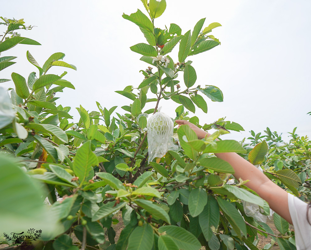 台南焢窯趣！！來「阿嬤的菜園」焢窯、採水果、釣魚，南科贊美酒店親子焢窯活動，太好玩了！！ @緹雅瑪 美食旅遊趣