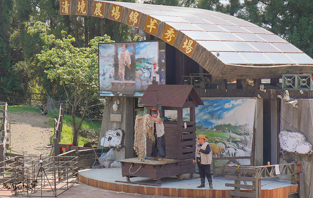 清境農場青青草原｜青青草原門票：清境景點必看療癒綿羊秀，宛如來到紐西蘭的大草原 @緹雅瑪 美食旅遊趣