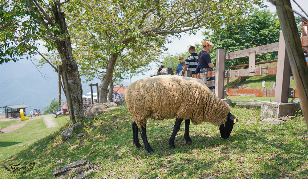 清境農場青青草原｜青青草原門票：清境景點必看療癒綿羊秀，宛如來到紐西蘭的大草原 @緹雅瑪 美食旅遊趣