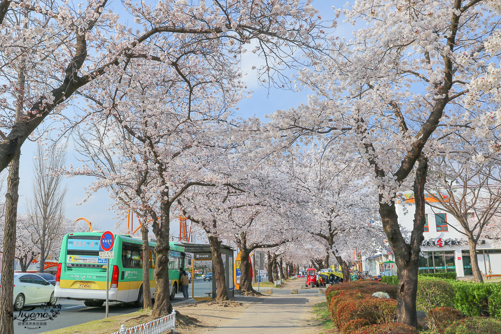 韓國慶州一日遊。慶州賞櫻之旅：佛國寺、慶州塔、城東市場、家豆腐料理 @緹雅瑪 美食旅遊趣