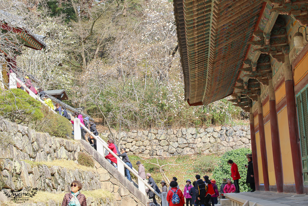 佛國寺｜韓國慶州｜慶州賞櫻：韓國慶州地標佛國寺，韓國必遊的世界文化遺產 @緹雅瑪 美食旅遊趣