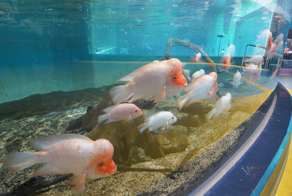 2024箱根景點｜箱根園水族館：日本最高的水族館，必看海豹表演秀！ @緹雅瑪 美食旅遊趣