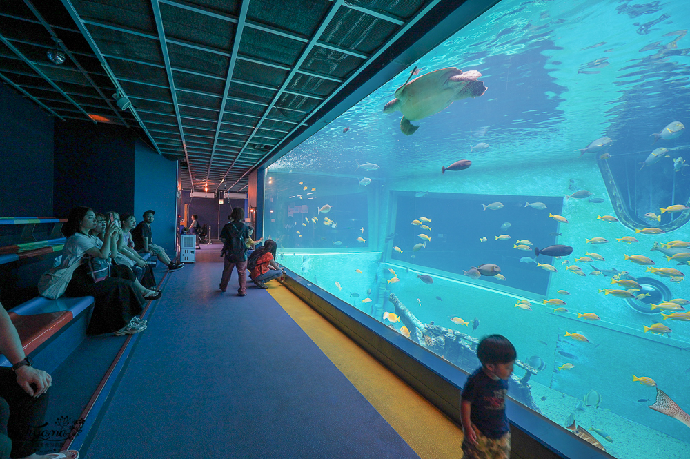 2024箱根景點｜箱根園水族館：日本最高的水族館，必看海豹表演秀！ @緹雅瑪 美食旅遊趣