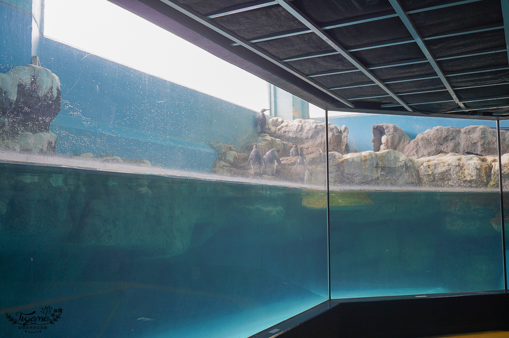 2024箱根景點｜箱根園水族館：日本最高的水族館，必看海豹表演秀！ @緹雅瑪 美食旅遊趣